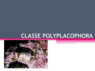 CLASSE POLYPLACOPHORA 