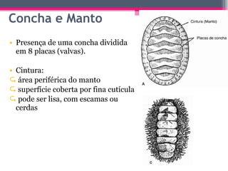 Presença de uma concha dividida em 8 placas (valvas). Cintura:  área periférica do manto superfície coberta por fina cutícula pode ser lisa, com escamas ou cerdas  Concha e Manto 