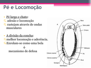 Pé largo e chato : adesão e locomoção rastejam através de ondas musculares A divisão da concha :  melhor locomoção e aderência. Enrolam-se como uma bola  ↓ mecanismo de defesa Pé e Locomoção 