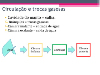 Cavidade do manto = calha: Brânquias = trocas gasosas Câmara inalante = entrada de água Câmara exalante = saída de água Circulação e trocas gasosas Água Câmara inalante Brânquias Câmara exalante 
