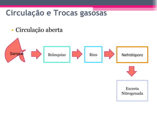 Circulação aberta Circulação e Trocas gasosas Sangue Brânquias Rins Nefridióporo Excreta Nitrogenada 
