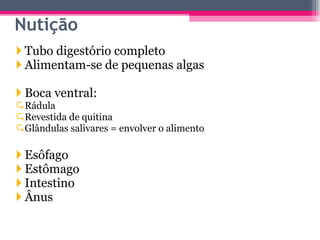 Nutição Tubo digestório completo Alimentam-se de pequenas algas Boca ventral: Rádula Revestida de quitina Glândulas salivares = envolver o alimento Esôfago Estômago Intestino Ânus 