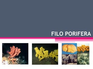 FILO PORIFERA 