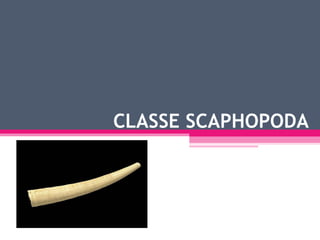CLASSE SCAPHOPODA 