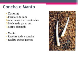 Concha: Formato de cone  Aberta nas 2 extremidades  Medem de 3 a 12 cm  Corpo alongado Manto: Recobre toda a concha Realiza trocas gasosas Concha e Manto 