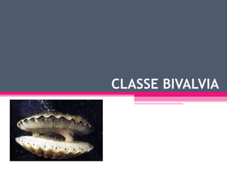 CLASSE BIVALVIA 