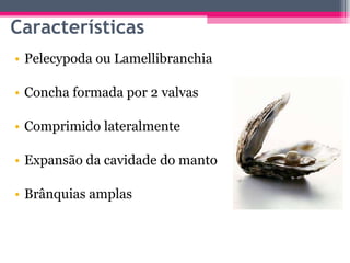 Pelecypoda ou Lamellibranchia Concha formada por 2 valvas Comprimido lateralmente Expansão da cavidade do manto Brânquias amplas Características 