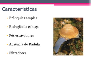 Brânquias amplas Redução da cabeça Pés escavadores Ausência de Rádula Filtradores Características 