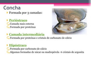 Formada por 3 camadas: Perióstraco Camada mais externa Formada por proteínas Camada intermediária Formada por proteínas e cristais de carbonato de cálcio Hipóstraco Formada por carbonato de cálcio Algumas formadas de nácar ou madrepérola  ->  cristais de argonita Concha 