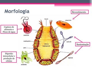 Morfologia Revestimento Sustentação Captura de alimento e Fluxo de água Digestão intracelular e produção de células 