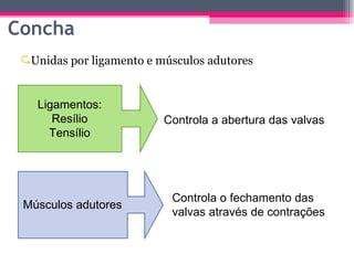 Unidas por ligamento e músculos adutores Concha Controla a abertura das valvas Ligamentos: Resílio Tensílio Músculos adutores Controla o fechamento das valvas através de contrações 