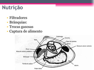 Filtradores Brânquias: Trocas gasosas Captura de alimento Nutrição 