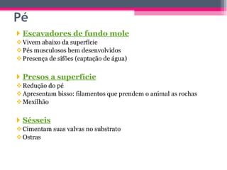 Escavadores de fundo mole Vivem abaixo da superfície Pés musculosos bem desenvolvidos  Presença de sifões (captação de água) Presos a superfície Redução do pé Apresentam bisso: filamentos que prendem o animal as rochas Mexilhão Sésseis Cimentam suas valvas no substrato Ostras Pé 