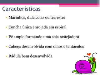 Marinhos, dulcícolas ou terrestre Concha única enrolada em espiral Pé amplo formando uma sola rastejadora Cabeça desenvolvida com olhos e tentáculos Rádula bem desenvolvida Características 