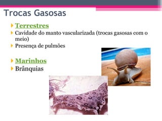 Terrestres Cavidade do manto vascularizada (trocas gasosas com o meio) Presença de pulmões Marinhos Brânquias  Trocas Gasosas 