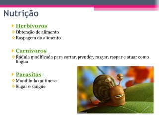 Herbívoros Obtenção de alimento Raspagem do alimento Carnívoros Rádula modificada para cortar, prender, rasgar, raspar e atuar como língua Parasitas Mandíbula quitinosa Sugar o sangue Nutrição 