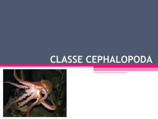CLASSE CEPHALOPODA 