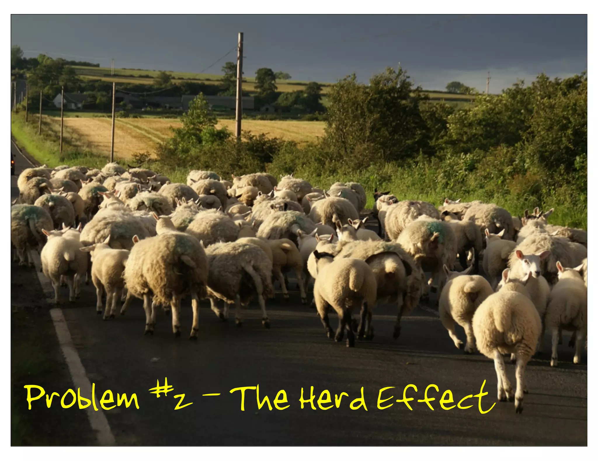 Problem #2 - The Herd Effect
 