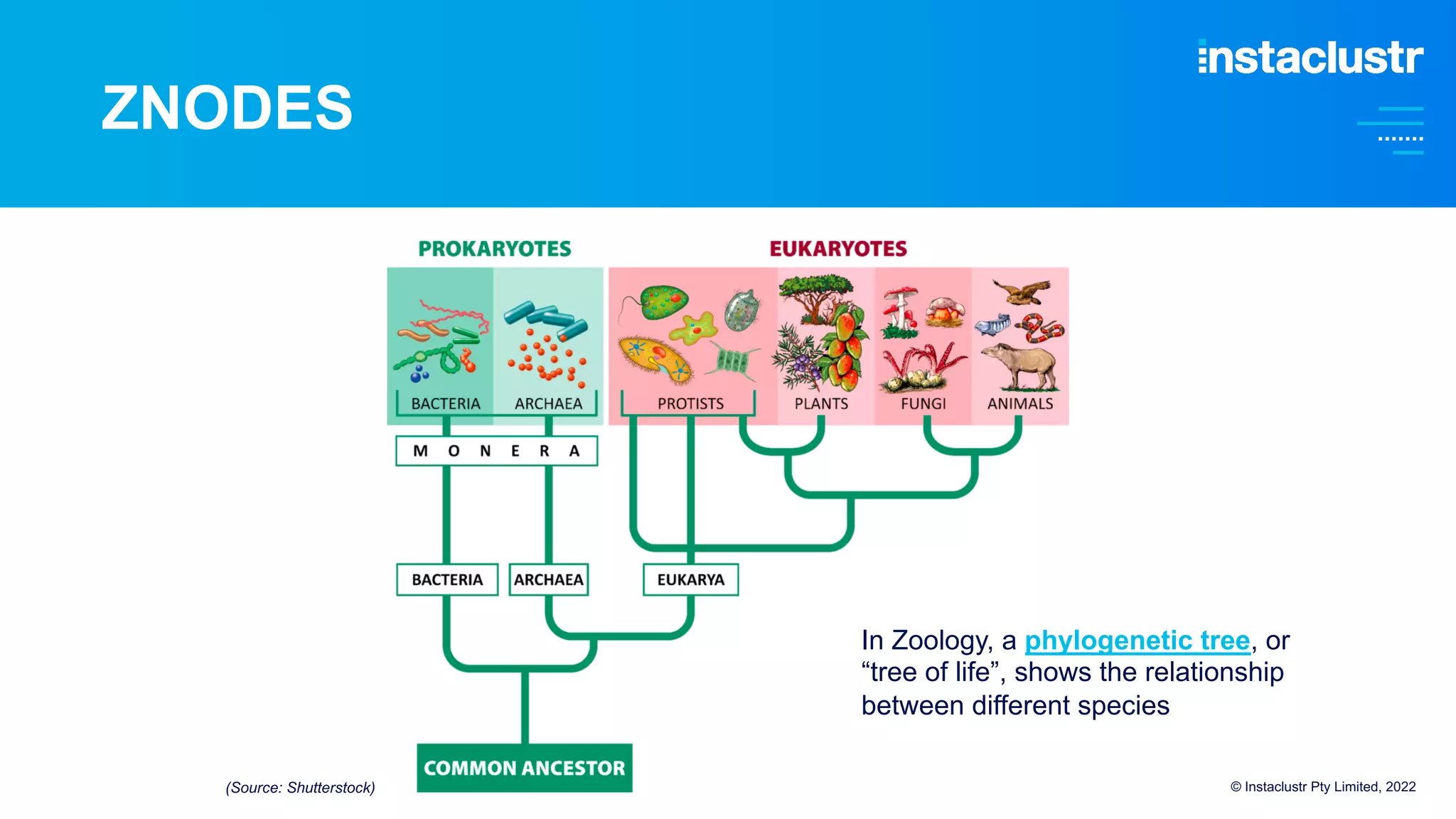 ZNODES
© Instaclustr Pty Limited, 2022
In Zoology, a phylogenetic tree, or
“tree of life”, shows the relationship
between different species
(Source: Shutterstock)
 
