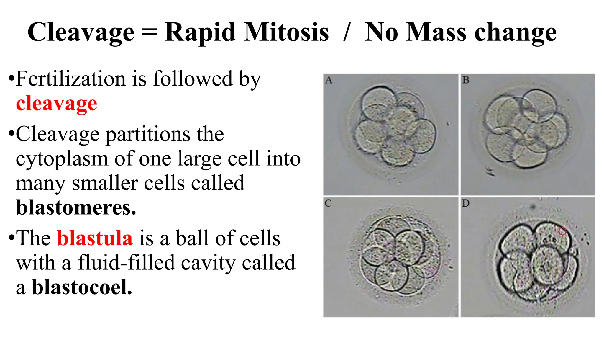 Cleavage = Rapid Mitosis / No Mass change
•Fertilization is followed by
cleavage
•Cleavage partitions the
cytoplasm of one large cell into
many smaller cells called
blastomeres.
•The blastula is a ball of cells
with a fluid-filled cavity called
a blastocoel.
 