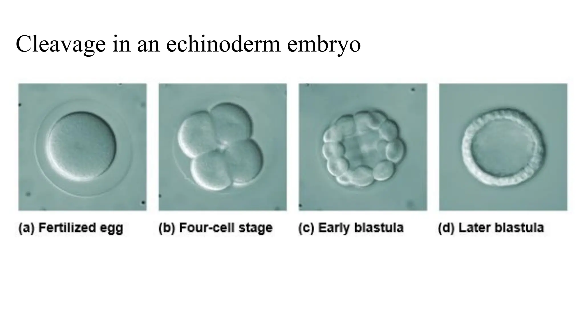 Cleavage in an echinoderm embryo
 