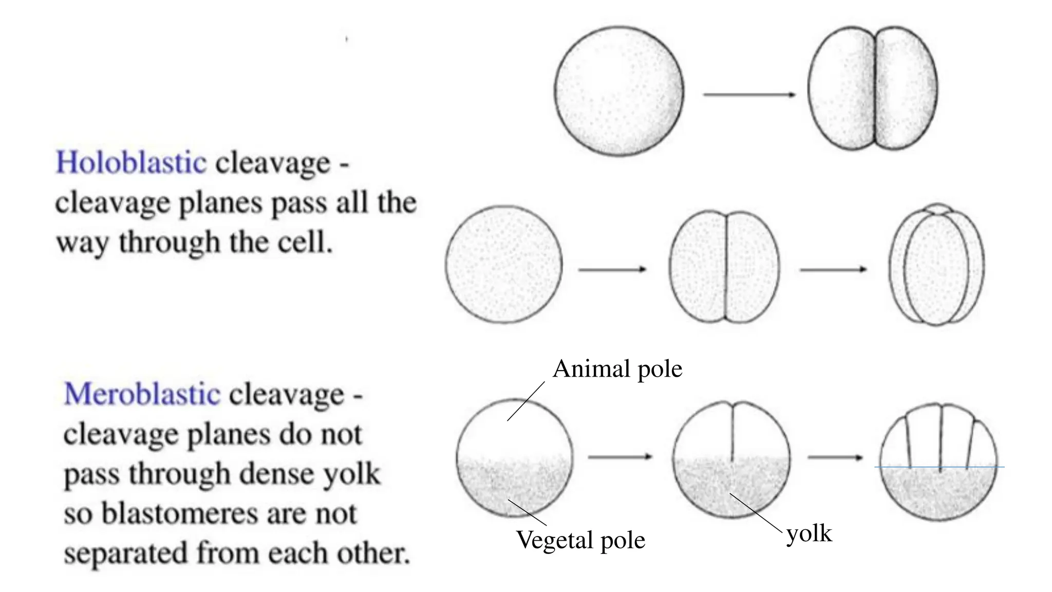 yolk
Animal pole
Vegetal pole
 