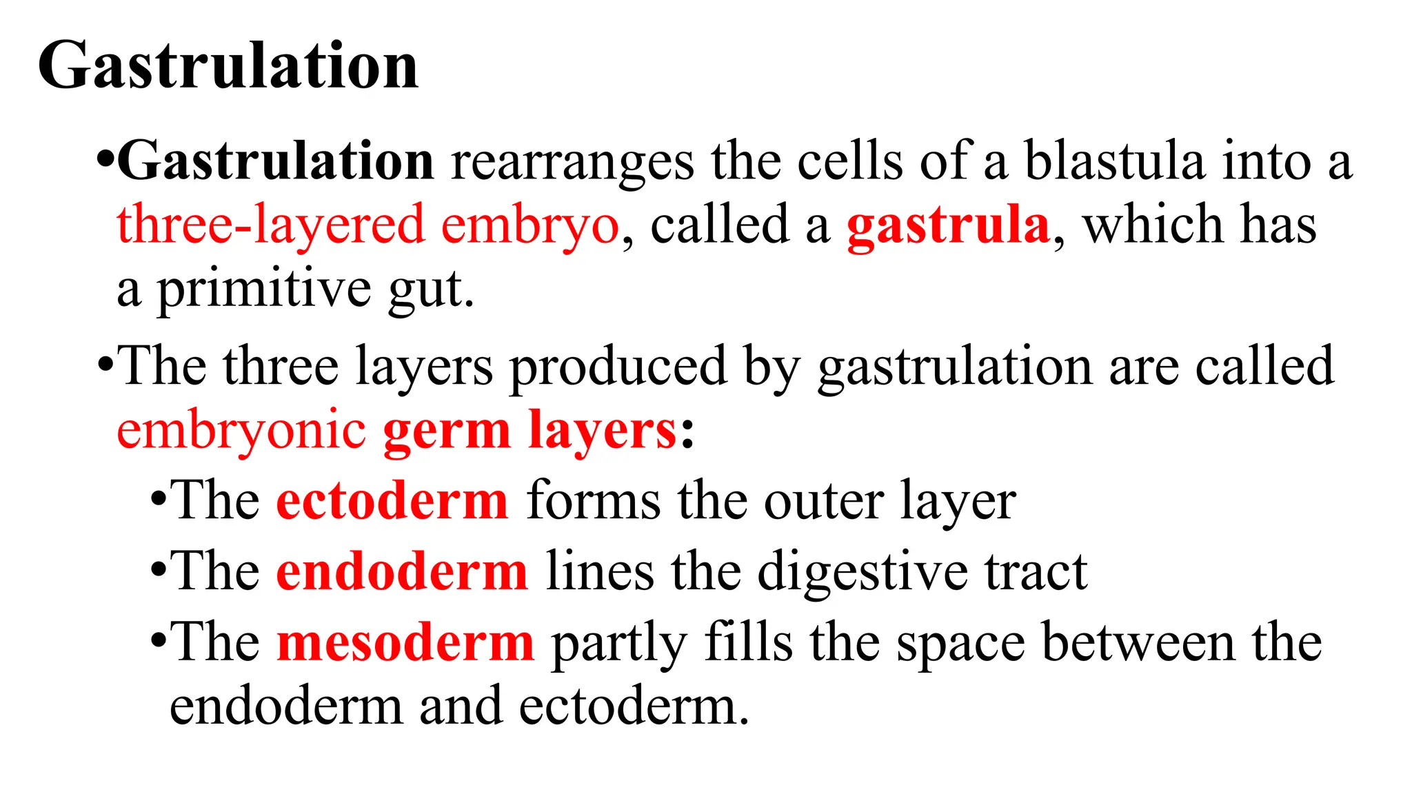 Gastrulation
•Gastrulation rearranges the cells of a blastula into a
three-layered embryo, called a gastrula, which has
a primitive gut.
•The three layers produced by gastrulation are called
embryonic germ layers:
•The ectoderm forms the outer layer
•The endoderm lines the digestive tract
•The mesoderm partly fills the space between the
endoderm and ectoderm.
 