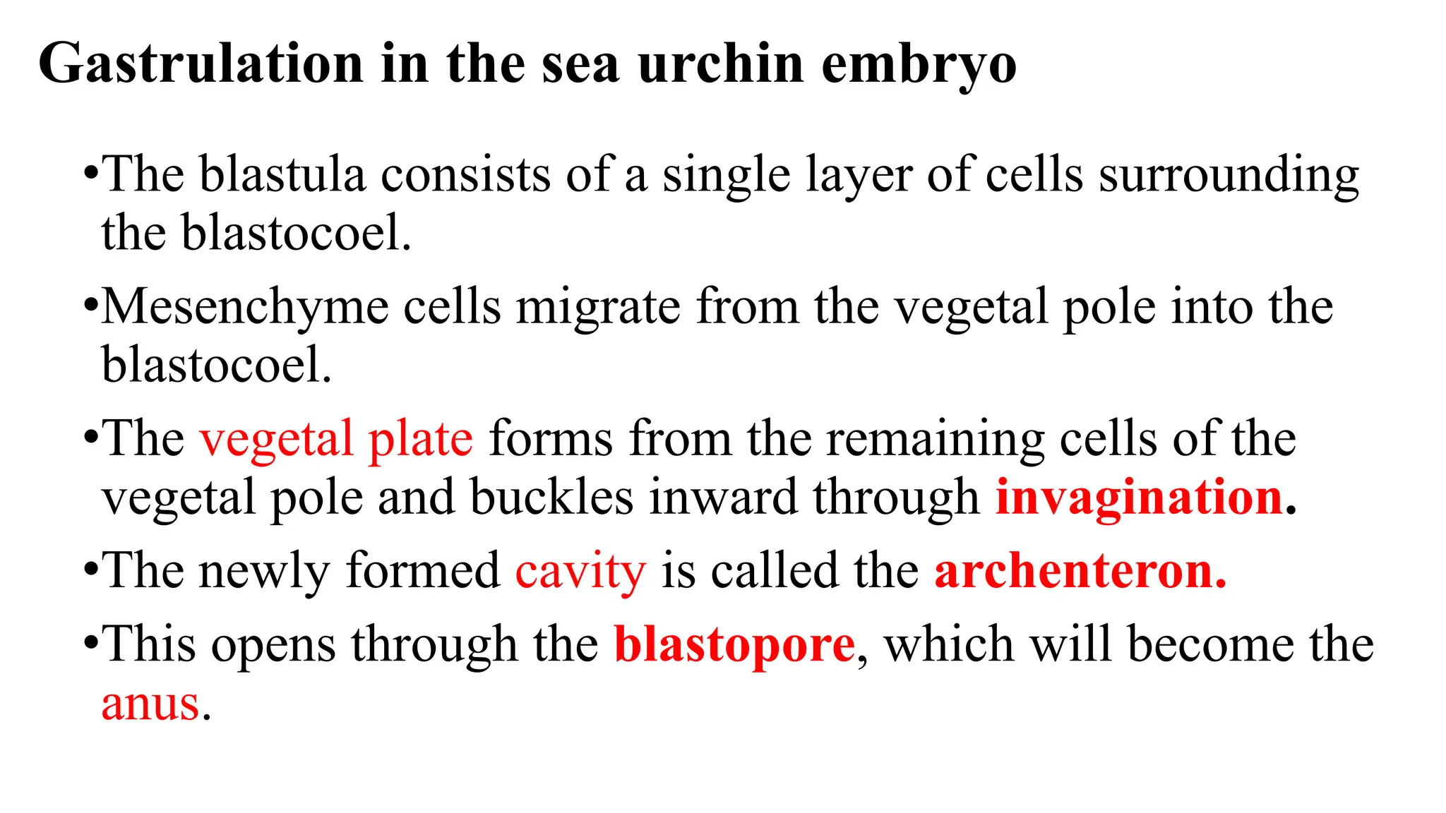 •The blastula consists of a single layer of cells surrounding
the blastocoel.
•Mesenchyme cells migrate from the vegetal pole into the
blastocoel.
•The vegetal plate forms from the remaining cells of the
vegetal pole and buckles inward through invagination.
•The newly formed cavity is called the archenteron.
•This opens through the blastopore, which will become the
anus.
Gastrulation in the sea urchin embryo
 