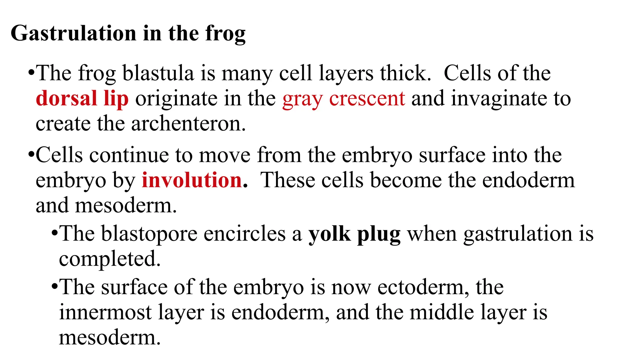 •The frog blastula is many cell layers thick. Cells of the
dorsal lip originate in the gray crescent and invaginate to
create the archenteron.
•Cells continue to move from the embryo surface into the
embryo by involution. These cells become the endoderm
and mesoderm.
•The blastopore encircles a yolk plug when gastrulation is
completed.
•The surface of the embryo is now ectoderm, the
innermost layer is endoderm, and the middle layer is
mesoderm.
Gastrulation in the frog
 