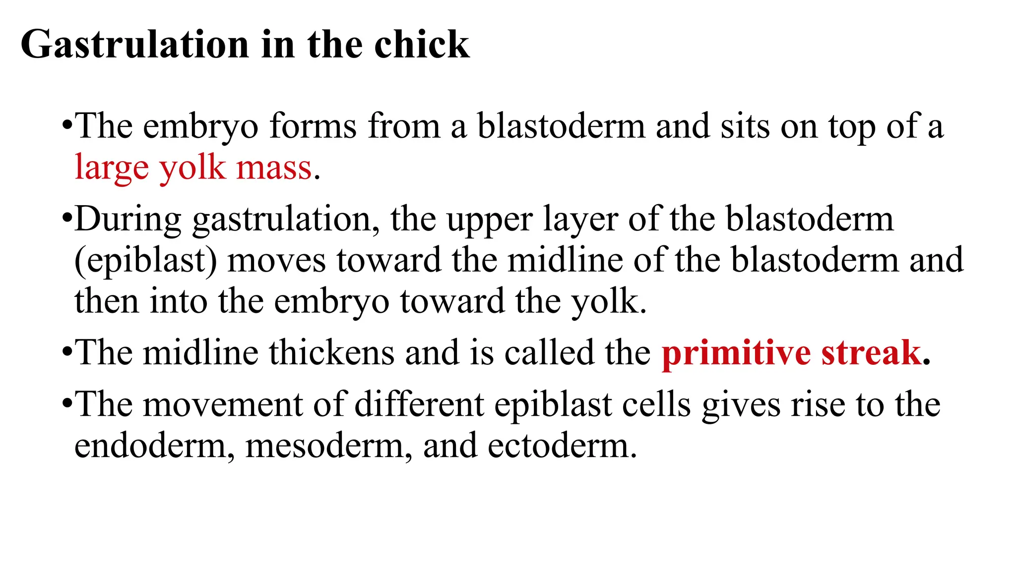 •The embryo forms from a blastoderm and sits on top of a
large yolk mass.
•During gastrulation, the upper layer of the blastoderm
(epiblast) moves toward the midline of the blastoderm and
then into the embryo toward the yolk.
•The midline thickens and is called the primitive streak.
•The movement of different epiblast cells gives rise to the
endoderm, mesoderm, and ectoderm.
Gastrulation in the chick
 