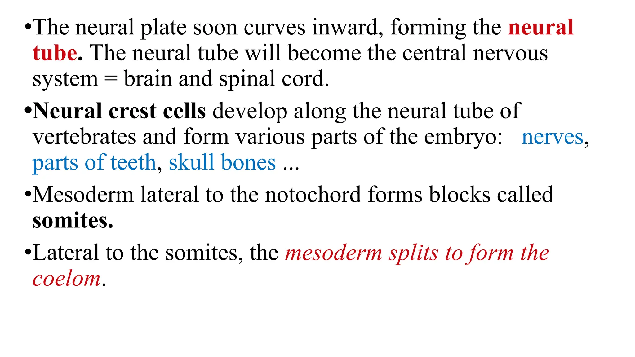 •The neural plate soon curves inward, forming the neural
tube. The neural tube will become the central nervous
system = brain and spinal cord.
•Neural crest cells develop along the neural tube of
vertebrates and form various parts of the embryo: nerves,
parts of teeth, skull bones ...
•Mesoderm lateral to the notochord forms blocks called
somites.
•Lateral to the somites, the mesoderm splits to form the
coelom.
 