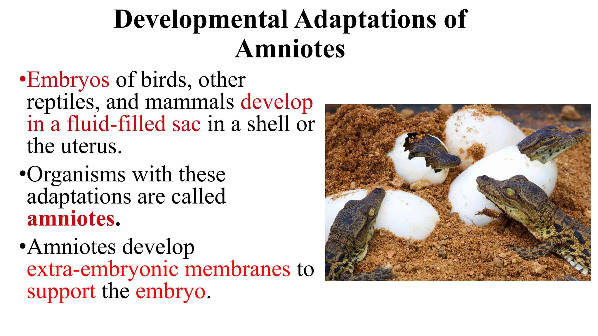 Developmental Adaptations of
Amniotes
•Embryos of birds, other
reptiles, and mammals develop
in a fluid-filled sac in a shell or
the uterus.
•Organisms with these
adaptations are called
amniotes.
•Amniotes develop
extra-embryonic membranes to
support the embryo.
 