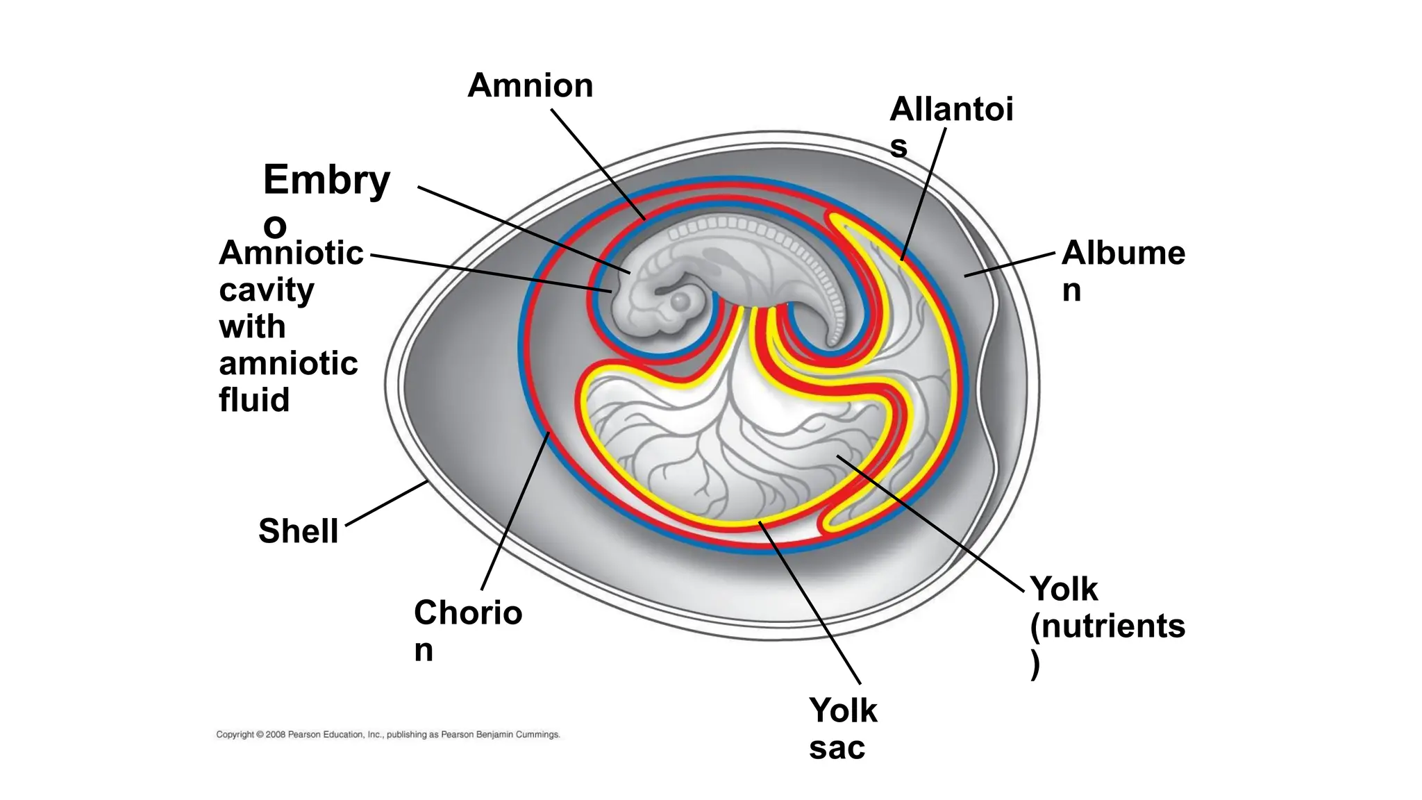 Embry
o
Amnion
Amniotic
cavity
with
amniotic
fluid
Shell
Chorio
n
Yolk
sac
Yolk
(nutrients
)
Allantoi
s
Albume
n
 