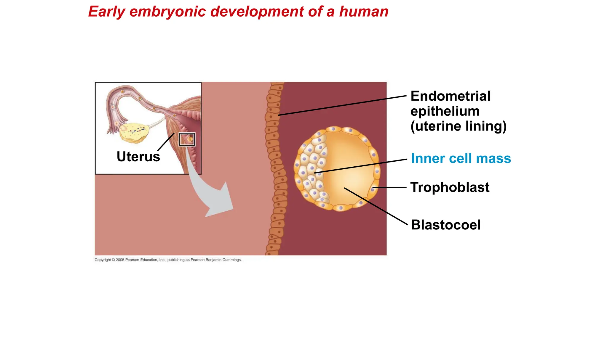 Early embryonic development of a human
Blastocoel
Trophoblast
Uterus
Endometrial
epithelium
(uterine lining)
Inner cell mass
 