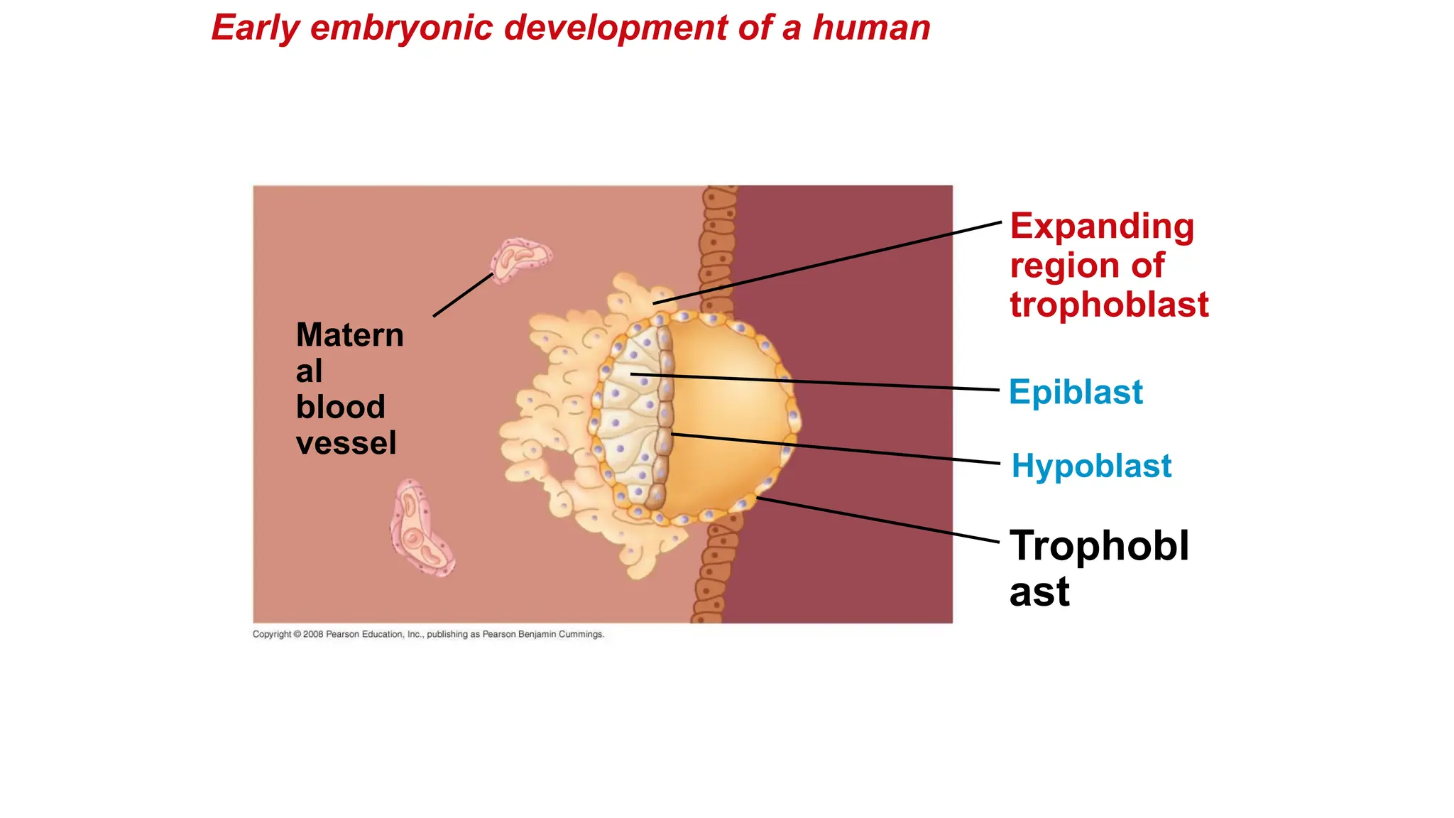 Early embryonic development of a human
Trophobl
ast
Hypoblast
Matern
al
blood
vessel
Expanding
region of
trophoblast
Epiblast
 