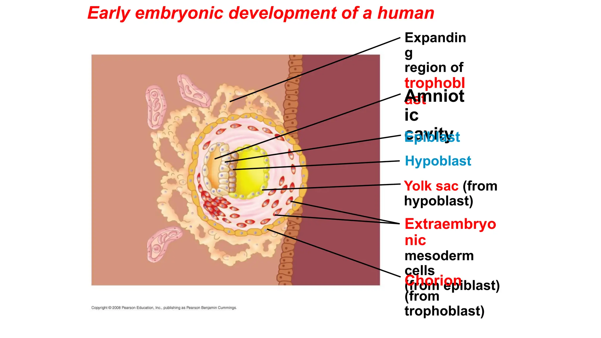 Early embryonic development of a human
Yolk sac (from
hypoblast)
Hypoblast
Expandin
g
region of
trophobl
ast
Amniot
ic
cavity
Epiblast
Extraembryo
nic
mesoderm
cells
(from epiblast)
Chorion
(from
trophoblast)
 