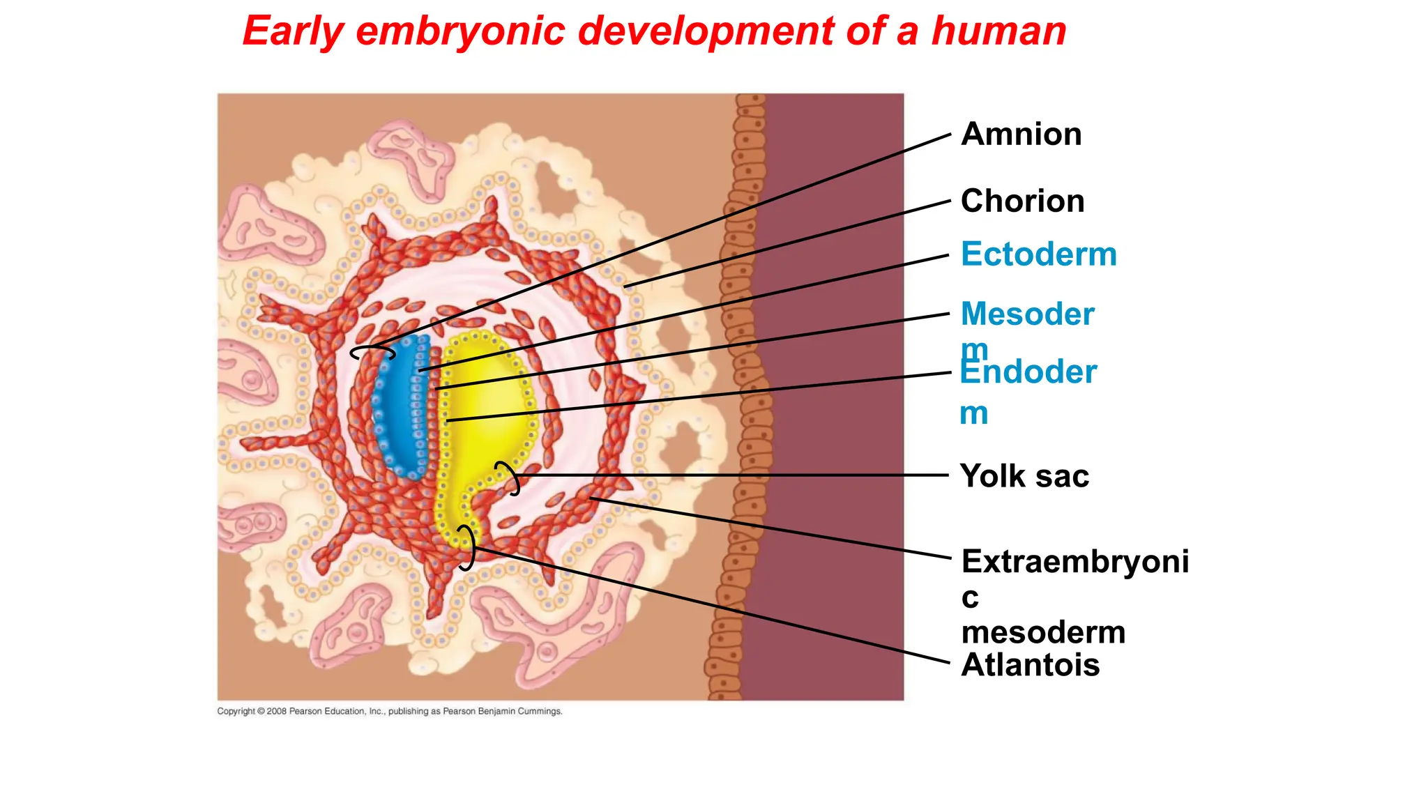 Early embryonic development of a human
Yolk sac
Mesoder
m
Amnion
Chorion
Ectoderm
Extraembryoni
c
mesoderm
Atlantois
Endoder
m
 