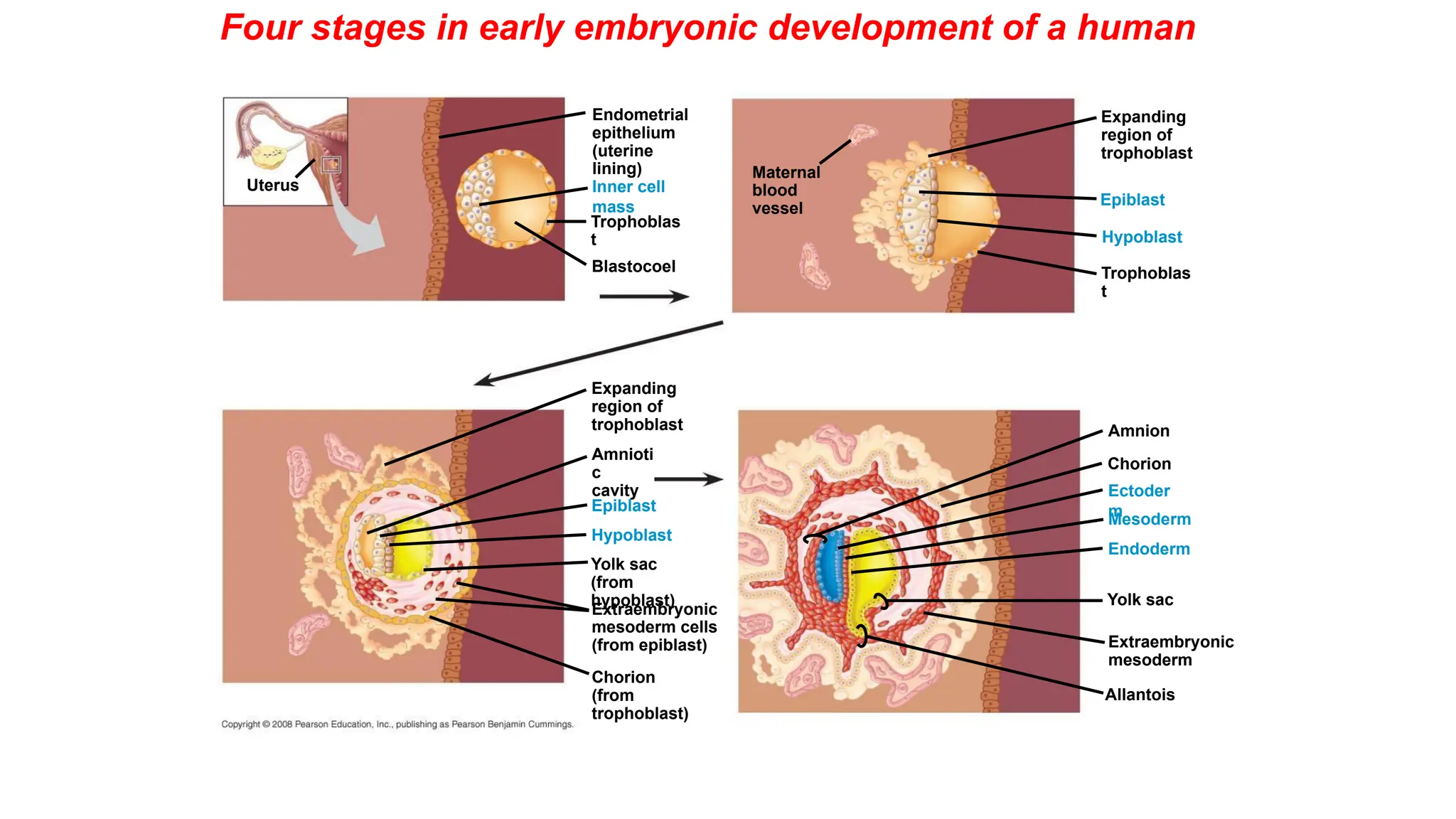 Four stages in early embryonic development of a human
Yolk sac
Mesoderm
Amnion
Chorion
Ectoder
m
Extraembryonic
mesoderm
Trophoblas
t
Endoderm
Hypoblast
Expanding
region of
trophoblast
Epiblast
Maternal
blood
vessel
Allantois
Trophoblas
t
Hypoblast
Endometrial
epithelium
(uterine
lining)
Inner cell
mass
Blastocoel
Uterus
Epiblast
Amnioti
c
cavity
Expanding
region of
trophoblast
Yolk sac
(from
hypoblast)
Chorion
(from
trophoblast)
Extraembryonic
mesoderm cells
(from epiblast)
 