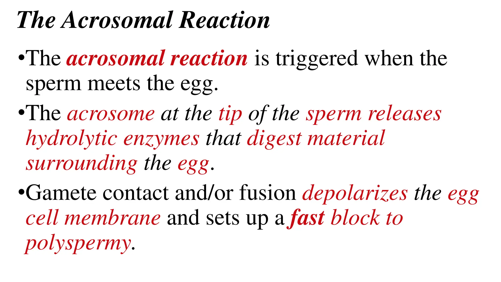 The Acrosomal Reaction
•The acrosomal reaction is triggered when the
sperm meets the egg.
•The acrosome at the tip of the sperm releases
hydrolytic enzymes that digest material
surrounding the egg.
•Gamete contact and/or fusion depolarizes the egg
cell membrane and sets up a fast block to
polyspermy.
 