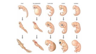 Zoology lecture ANIMAL-DEVELOPMENT pdf ppt | PDF
