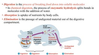 ZOOLOGY LECTURE_ANIMAL-NUTRITION.pdf PPT | PDF