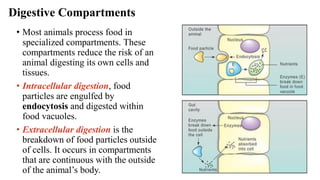 ZOOLOGY LECTURE_ANIMAL-NUTRITION.pdf PPT | PDF