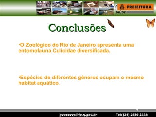 gveccvvs@rio.rj.gov.br Tel: (21) 2589-2338
ConclusõesConclusões
•O Zoológico do Rio de Janeiro apresenta uma
entomofauna Culicidae diversificada.
•Espécies de diferentes gêneros ocupam o mesmo
habitat aquático.
 
