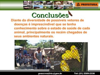 gveccvvs@rio.rj.gov.br Tel: (21) 2589-2338
ConclusõesConclusões
Diante da diversidade de possíveis vetores de
doenças é imprescindível que se tenha
conhecimento sobre o estado de saúde de cada
animal, principalmente os recém chegados de
seus ambientes naturais.
 