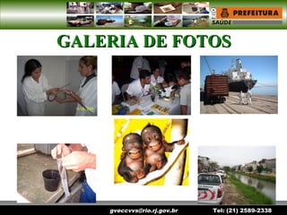 gveccvvs@rio.rj.gov.br Tel: (21) 2589-2338
GALERIA DE FOTOSGALERIA DE FOTOS
 