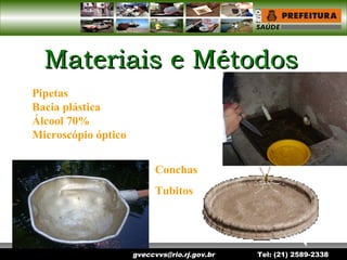 gveccvvs@rio.rj.gov.br Tel: (21) 2589-2338
Materiais e MétodosMateriais e Métodos
Pipetas
Bacia plástica
Álcool 70%
Microscópio óptico
Conchas
Tubitos
 