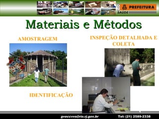 gveccvvs@rio.rj.gov.br Tel: (21) 2589-2338
Materiais e MétodosMateriais e Métodos
IDENTIFICAÇÃO
AMOSTRAGEM INSPEÇÃO DETALHADA E
COLETA
 