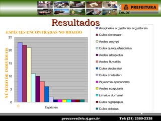 gveccvvs@rio.rj.gov.br Tel: (21) 2589-2338
ESPÉCIES ENCONTRADAS NO RIOZOO
NÚMERODEINDIVÍDUOS
0
5
10
15
20
25
0
5
10
15
20
25
Espécies
Anopheles argyritarsis argyritarsis
Culex coronator
Aedes aegypti
Culex quinquefasciatus
Aedes albopictus
Aedes fluviatilis
Culex declarator
Culex chidesteri
Wyeomia aporonoma
Aedes scapularis
Limatus durhamii
Culex nigripalpus
Culex dolosus
ResultadosResultados
 