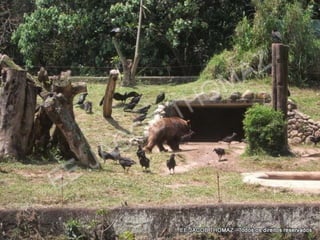 Zoológico