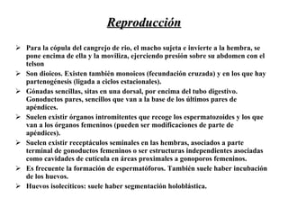 Reproducción Para la cópula del cangrejo de rio, el macho sujeta e invierte a la hembra, se pone encima de ella y la moviliza, ejerciendo presión sobre su abdomen con el telson Son dioicos. Existen también monoicos (fecundación cruzada) y en los que hay partenogénesis (ligada a ciclos estacionales).  Gónadas sencillas, sitas en una dorsal, por encima del tubo digestivo. Gonoductos pares, sencillos que van a la base de los últimos pares de apéndices.  Suelen existir órganos intromitentes que recoge los espermatozoides y los que van a los órganos femeninos (pueden ser modificaciones de parte de apéndices).  Suelen existir receptáculos seminales en las hembras, asociados a parte terminal de gonoductos femeninos o ser estructuras independientes asociadas como cavidades de cutícula en áreas proximales a gonoporos femeninos.  Es frecuente la formación de espermatóforos. También suele haber incubación de los huevos.  Huevos isolecíticos: suele haber segmentación holoblástica.  